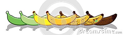 Vector banana set of different colors. Ripe stages of bananas from unripe to overripe. Fruit for every taste Vector Illustration