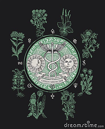 Vector banner with caduceus and medicinal plants Vector Illustration