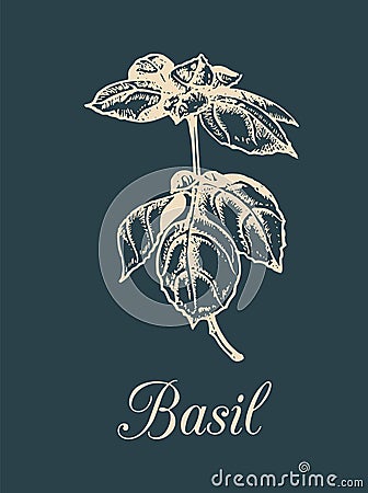 Vector basil branch illustration on dark background.Hand drawn sketch of flavoring plant isolated.Botanical illustration Vector Illustration