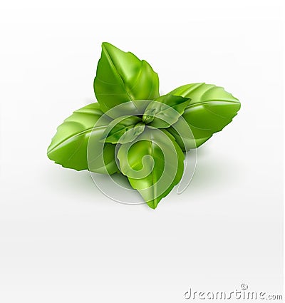 Vector basil leaves isolated on white background Vector Illustration