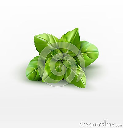 Vector basil leaves isolated on white background Vector Illustration