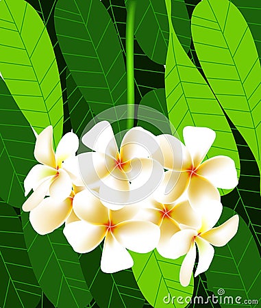 Vector of beautiful flower in asia, white leelawadee flower Vector Illustration