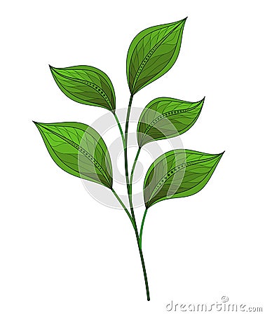 Vector Beautiful Leaf Vector Illustration