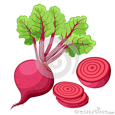 Vector beets isolated on background. Red beetroot whole, cut, sliced. Set of fresh beets in different forms. flat icon design. Web Cartoon Illustration