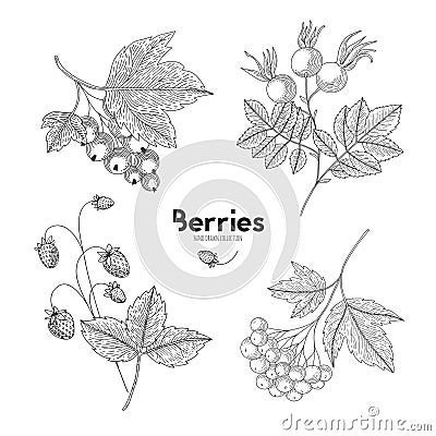 Vector berries isolated on white background. Viburnum, currant, wild strawberry, rosehip. Contour outline style Vector Illustration