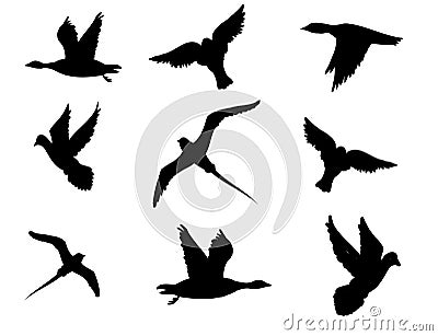 Vector bird Vector Illustration