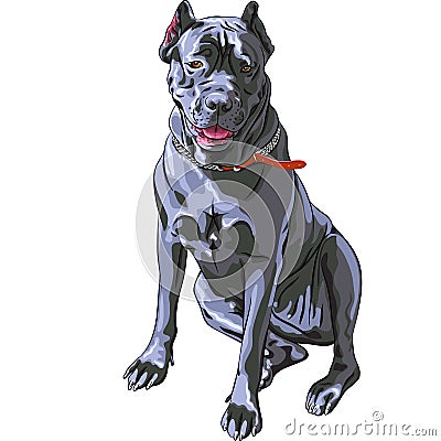 vector Black Cane Corso dog smiling Vector Illustration