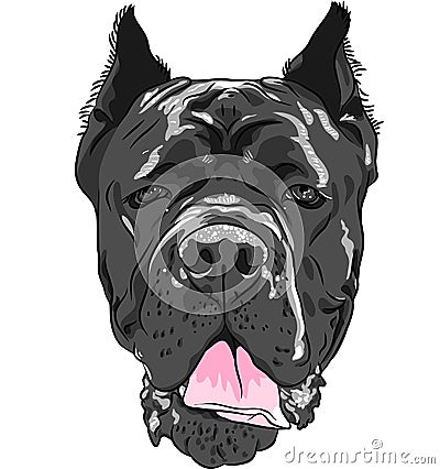 Vector black Cane Corso, Italian breed of dog Vector Illustration