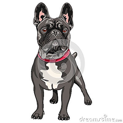 Vector black dog French Bulldog Vector Illustration
