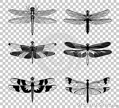 Vector Black Dragonfly icons set isolated on transparent background Vector Illustration