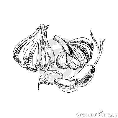 Vector black-and-white graphic drawing of garlic Vector Illustration
