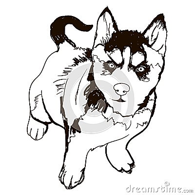 Illustration of dog breed breed Husky Vector Illustration