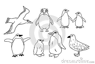 Vector black white line set of isolated animals in Antarctica. Hand drawn outline adelie, king, emperor, macaroni Vector Illustration