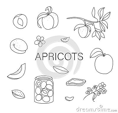 Vector black and white set of cute hand drawn apricots, flowers, jam jar. Vector Illustration