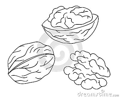 Vector black and white walnut icon. Set of isolated monochrome nuts. Food line drawing illustration in cartoon or doodle style Vector Illustration