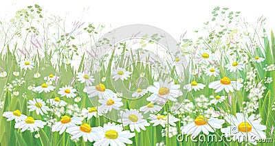 Vector blossoming daisy flowers field. Vector Illustration