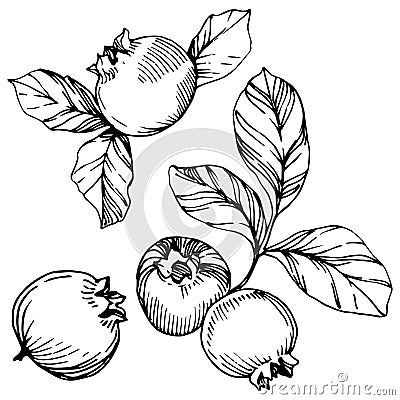 Vector Blueberry black and white engraved ink art. Berries and leaves. Isolated blueberry illustration element. Vector Illustration