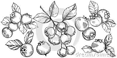 Vector Blueberry black and white engraved ink art. Berries and leaves. Isolated blueberry illustration element. Vector Illustration