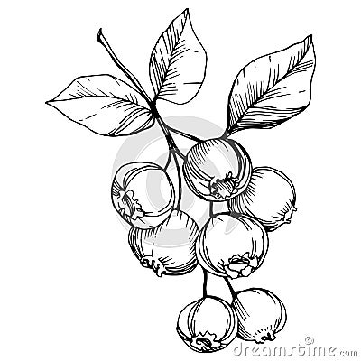 Vector Blueberry black and white engraved ink art. Berries and leaves. Isolated blueberry illustration element. Vector Illustration