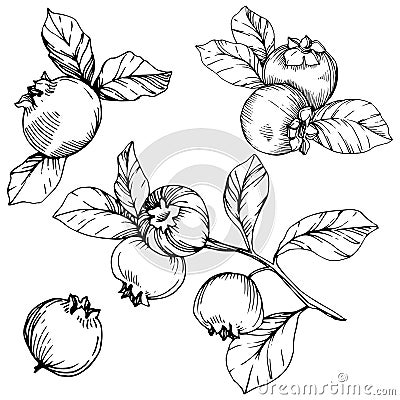 Vector Blueberry black and white engraved ink art. Berries and leaves. Isolated blueberry illustration element. Vector Illustration