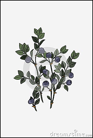 Vector blueberry branch. Blueberry stem with berries graphic illustration Vector Illustration