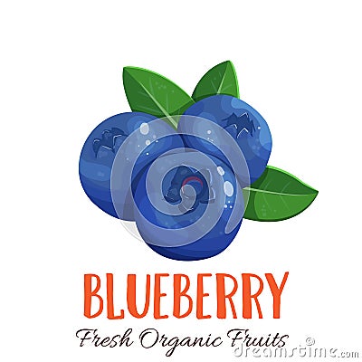 Vector blueberry illustration Vector Illustration