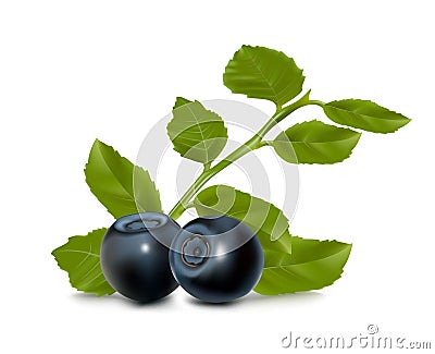 Vector. Blueberry with leaves Vector Illustration