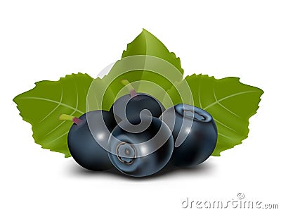 Vector. Blueberry with leaves Vector Illustration