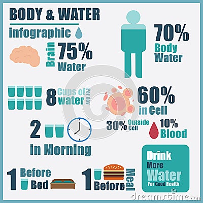 Vector of body water infographic Vector Illustration