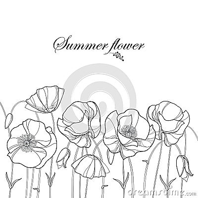 Vector border with outline Poppy flower and bud in black isolated on white background. Floral elements in contour style with poppy Vector Illustration