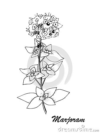 Vector botanic illustration with marjoram on white background. Cartoon Illustration