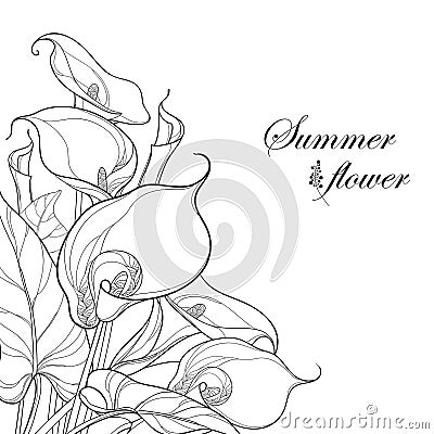 Vector bouquet with Calla lily flower or Zantedeschia in black on white background. Corner composition in contour style. Vector Illustration