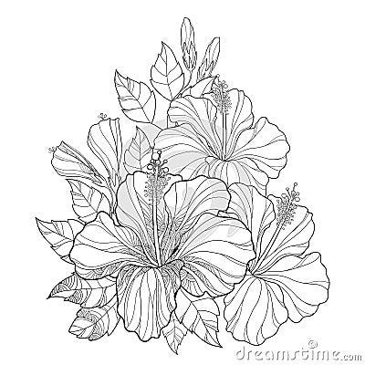 Vector bouquet with Chinese Hibiscus or Hibiscus rosa-sinensis. Flower, bud and leaves . Round composition with Hibiscus. Vector Illustration