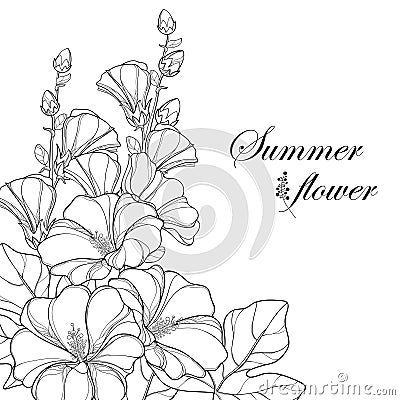 Vector bouquet with outline Alcea rosea or Hollyhock flower Vector Illustration