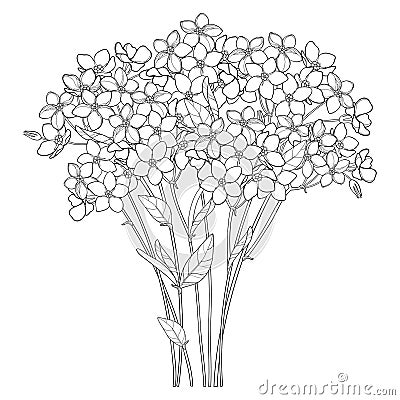 Vector bouquet with outline Forget me not or Myosotis flower bunch, bud and leaf in black isolated on white background. Vector Illustration