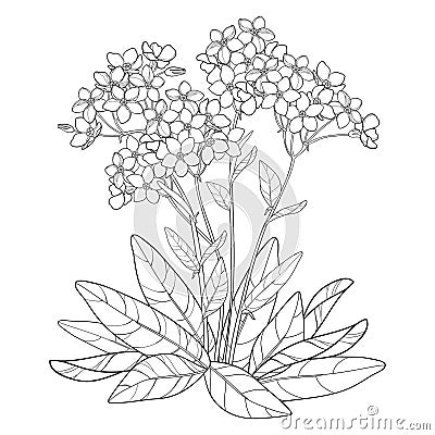 Vector bouquet with outline Forget me not or Myosotis flower, bunch, bud and leaves in black isolated on white background. Vector Illustration