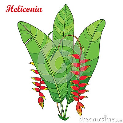 Vector bouquet with outline Heliconia rostrata or lobster claws red flower and green leaves on white background. Vector Illustration