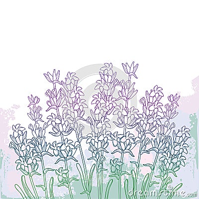 Vector bouquet with outline Lavender flower bunch, bud and leaves on the textured pastel violet background. Vector Illustration