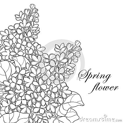 Vector bouquet with outline Lilac or Syringa flower, bud and ornate leaf in black isolated on white background. Corner composition Vector Illustration