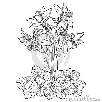 Vector bouquet with outline ornate Aquilegia or Columbine flower, bud and leaf in black isolated on white background. Vector Illustration