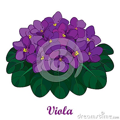 Vector bouquet with outline Saintpaulia or African violet flower in purple and green foliage isolated on white background. Vector Illustration