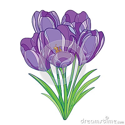 Vector bouquet with outline violet crocus or saffron flowers and green leaves isolated on white. Ornate floral elements for spring Vector Illustration