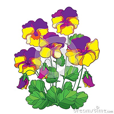 Vector bouquet with outline yellow and purple Pansy or Heartsease or Viola tricolor flower and green leaf isolated on white. Vector Illustration