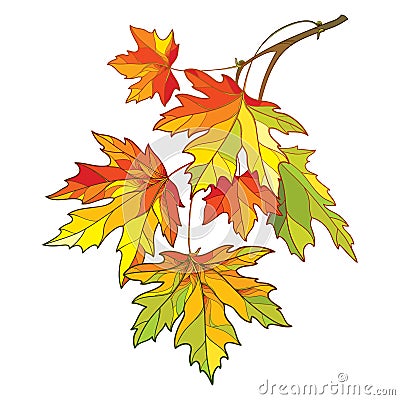 Vector branch with outline Acer or Maple ornate leaves in pastel yellow, green and orange colors isolated on white background. Vector Illustration