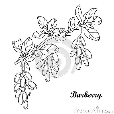 Vector branch with outline Barberry or Berberis vulgaris, bunch, ripe berry and leaves isolated on white. Ornate floral elements. Vector Illustration