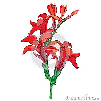 Vector branch with outline Canna lily or Canna, flower bunch and bud in red isolated on white background. Floral elements. Vector Illustration