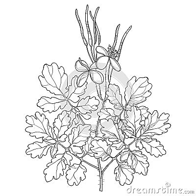 Vector branch with outline Celandine or Chelidonium flower, leaf and seed in black isolated on white background. Vector Illustration