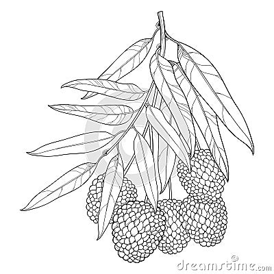 Vector branch with outline Chinese Lychee or Litchi fruit and leaf isolated on white background. Perennial subtropical tree. Vector Illustration