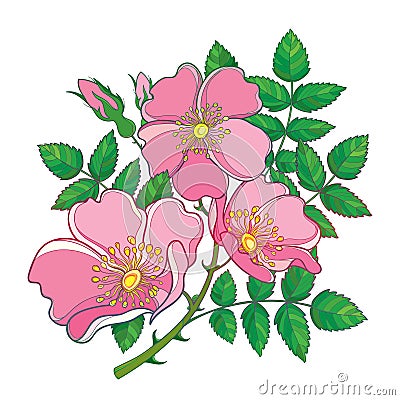 Vector branch with outline Dog rose or Rosa canina, medicinal herb. Pink flower, bud and green leaves isolated on white background Vector Illustration