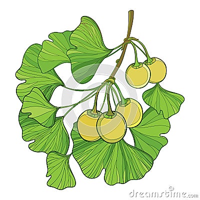 Vector branch with outline Gingko or Ginkgo biloba tree. Bunch with green leaf and fruit isolated on white background. Vector Illustration